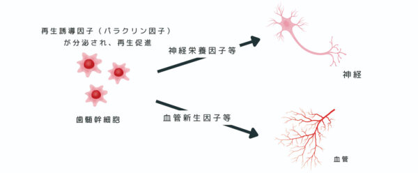 歯髄幹細胞の神経・血管再生促進効果を確認―下肢虚血や抜髄モデルで有効性―