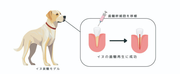 歯髄幹細胞でイヌの歯髄再生に成功（前臨床研究）