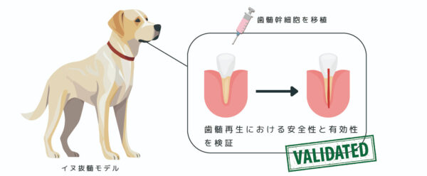 歯髄再生治療の安全性と有効性の検証（非臨床試験）