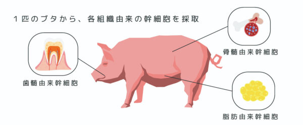 歯髄幹細胞が再生医療の鍵？血管・神経・組織修復で他組織由来を上回る成果
