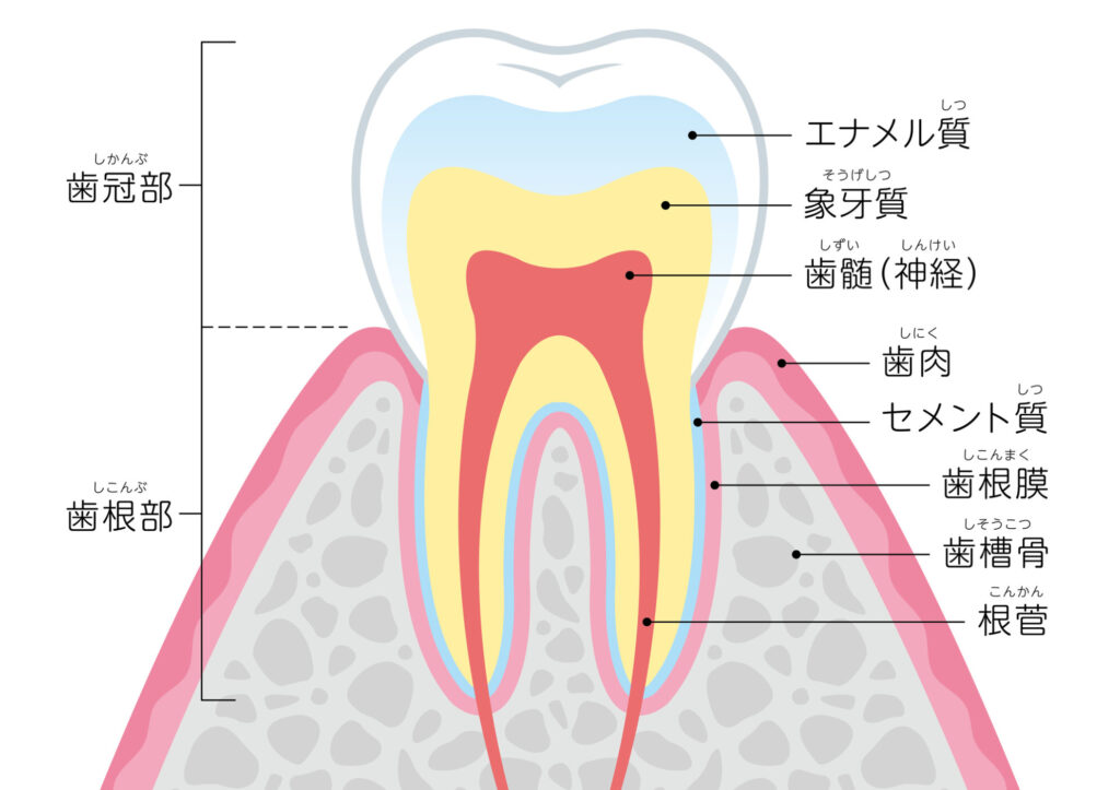 歯髄の役割