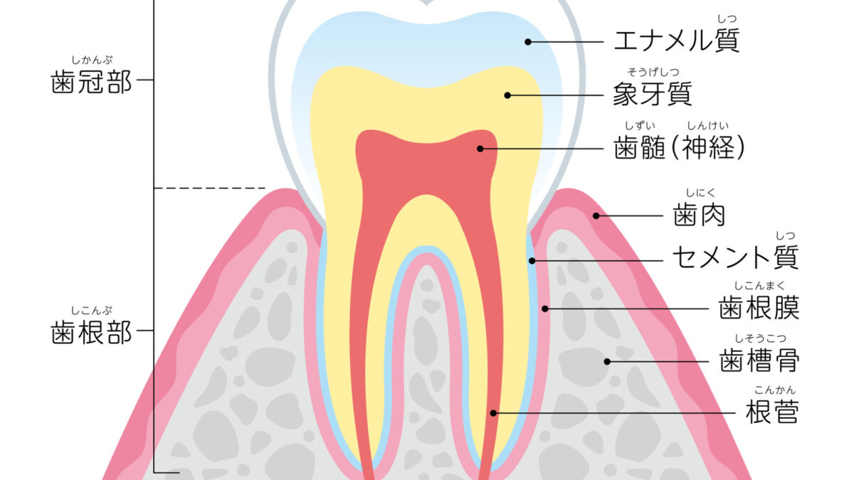 歯髄の役割