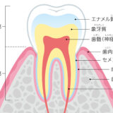 歯髄の役割とは？虫歯の進行は歯髄トラブルに注意