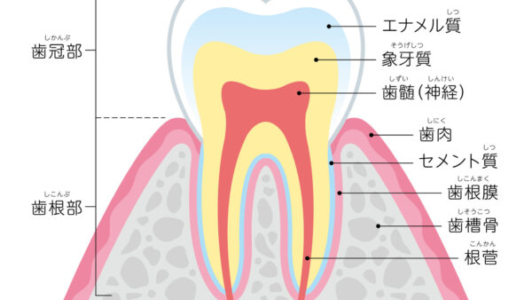 歯髄の役割とは？虫歯の進行は歯髄トラブルに注意