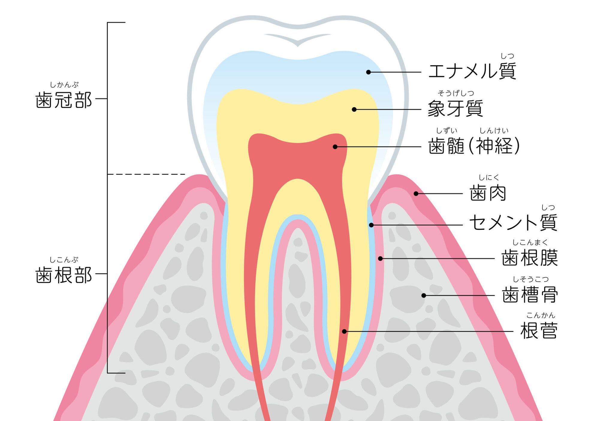 歯髄の役割とは？虫歯の進行は歯髄トラブルに注意 | アエラスバイオ