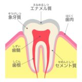 歯髄も象牙質も再生できる？最新の再生治療とは