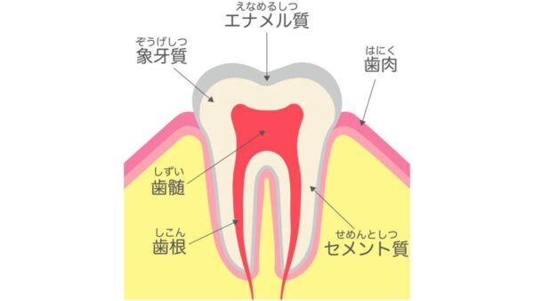 歯髄も象牙質も再生できる？最新の再生治療とは