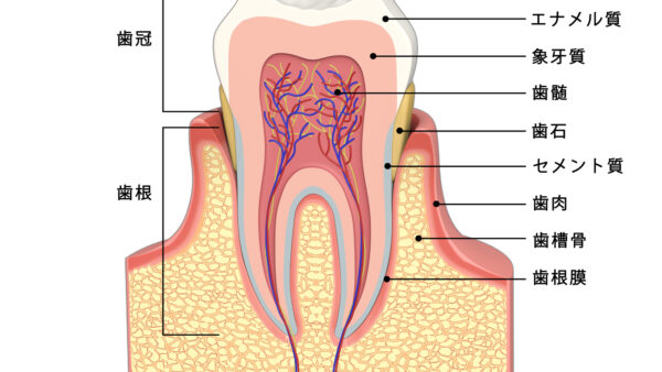 歯の寿命を左右する？根管治療の保険と自費の違いとは