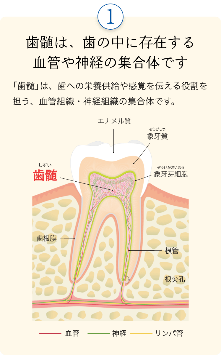歯髄は、歯の中に存在する血管や神経の集合体です