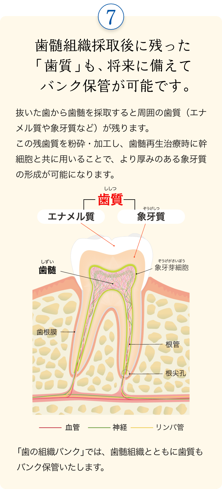 歯髄組織採取後に残った「歯質」も、将来に備えてバンク保管が可能です。